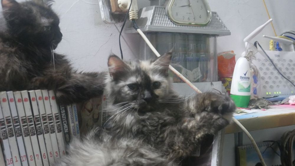 Cat MIA? Why Your Feline Overlord Is Hiding Under the Bed (The Tea, Bestie!)