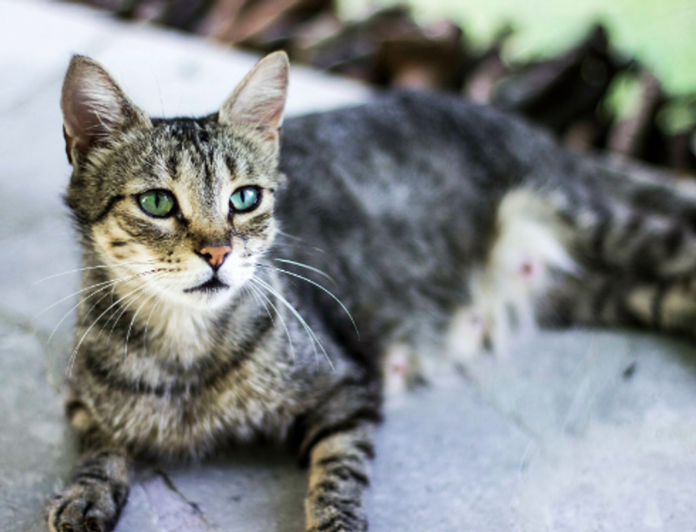 Cat Suddenly Ghosting You? Auntie’s Spilling the Tea on Why They’re Under the Bed! 💅