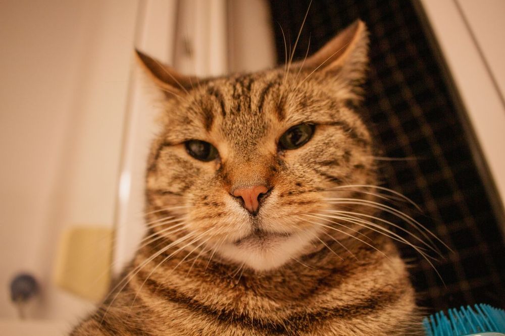 Uh Oh, Sis! Why Is Your Cat Ghosting You Under the Bed? 🕵️‍♀️